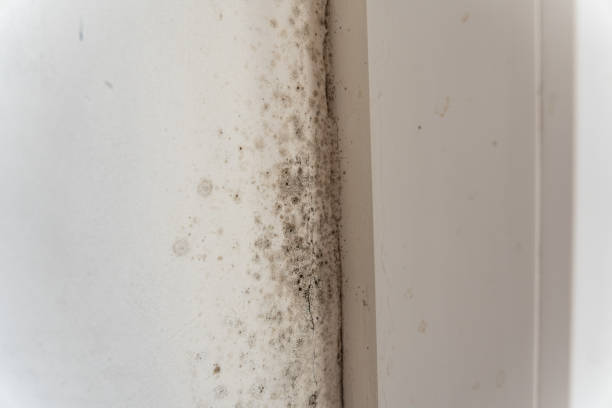 Best Post-Construction Mold Inspection  in Fetters Hot Springs Agua Liente, CA