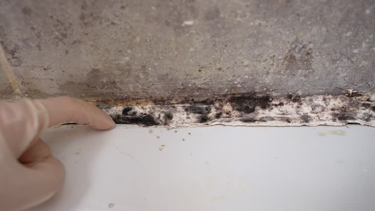 Best Mold Documentation for Insurance Claims  in Fetters Hot Springs Agua Liente, CA